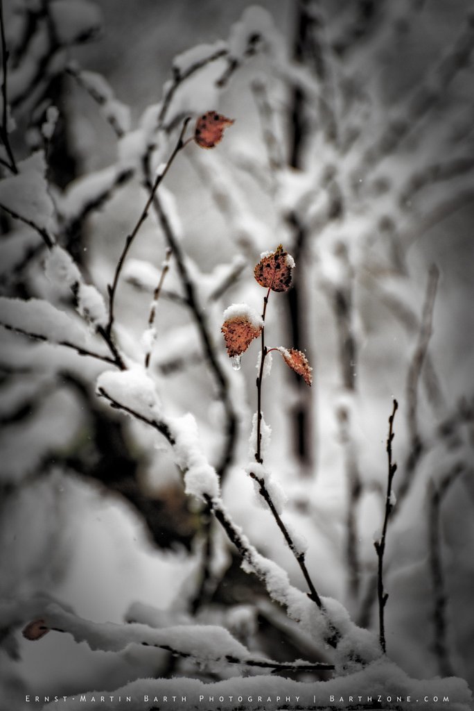  Early snow