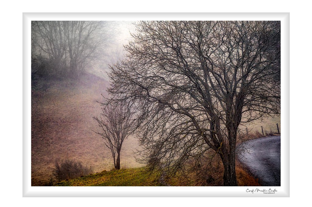 Leafless maples in the mist