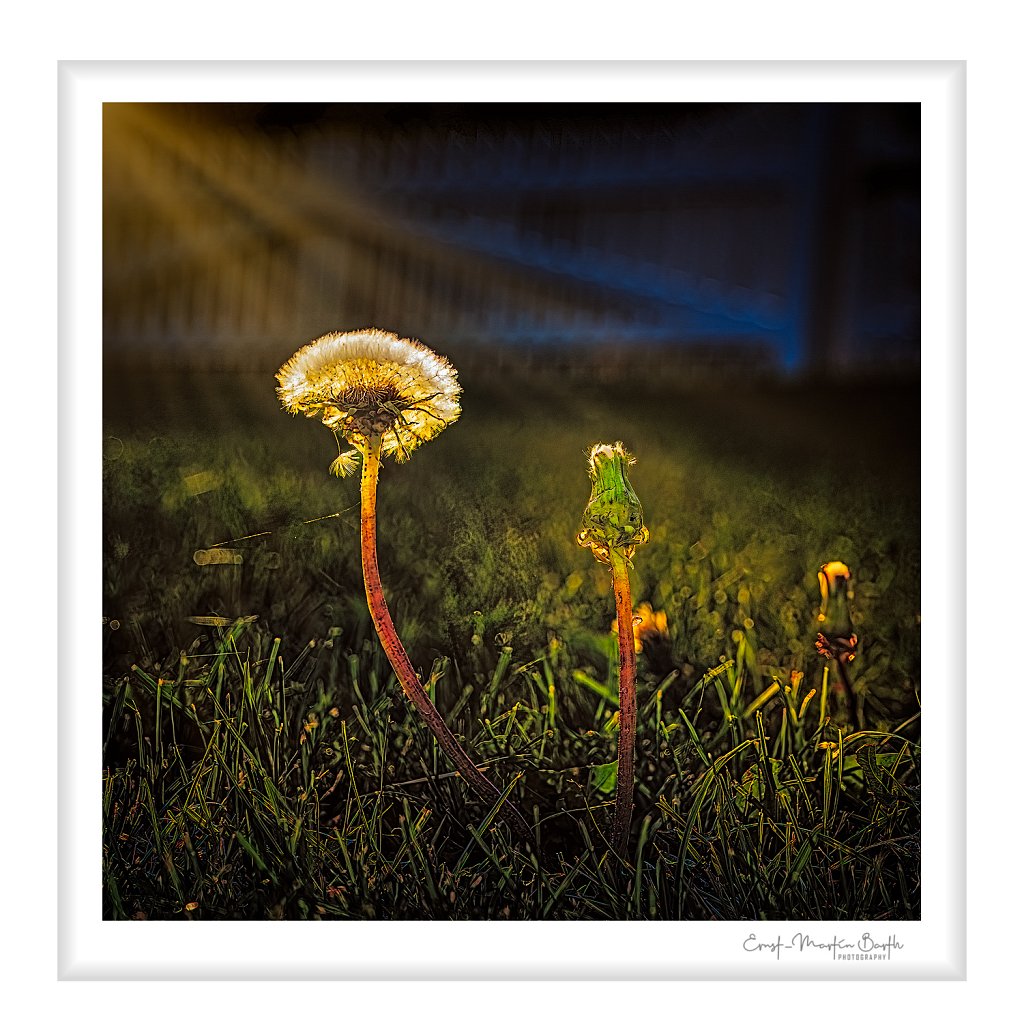 The last of the dandelions
