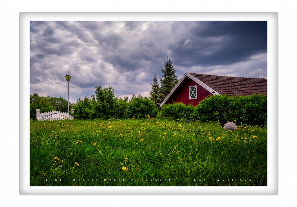 Dandelions galore